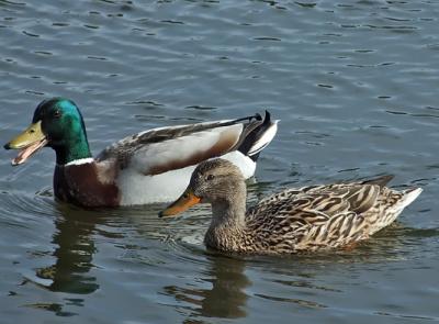 Bảng giá bán Vịt trời thịt, Vịt trời thương phẩm Sạch