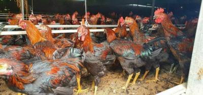 Bảng giá gà vịt hôm nay