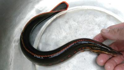 Cá chạch sỉ tphcm