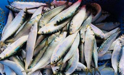 Cá trích sỉ tphcm