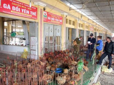 chợ đầu mối gà vịt tphcm