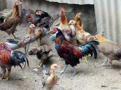 Chuyên cung cấp gà tre thịt