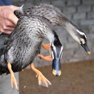 Cửa hàng bán vịt trời thuần chủng ở Sài Gòn