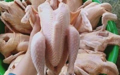 Cung cấp gà công nghiệp số lượng lớn