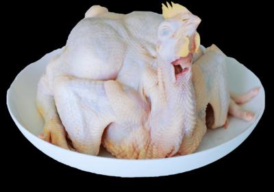 Cung cấp Gà tam hoàng giá sỉ