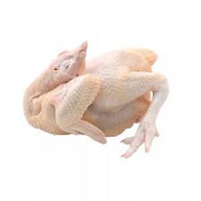 Cung cấp Gà thả vườn nguyên con giá sỉ