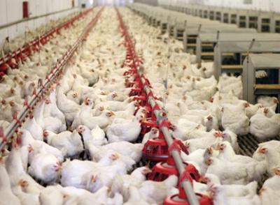 cung cấp thịt gà tươi sạch, chất lượng giá rẻ tại TP HCM