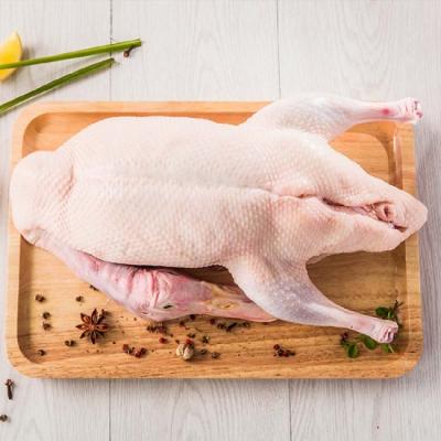 Cung Cấp Vịt Nguyên Con Từ 1.7Kg Đến 3Kg Giá Sỉ Rẻ Tại Tp Hcm