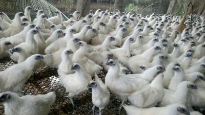 ĐẶC ĐIỂM NHẬN BIẾT GÀ ÁC
