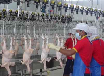 Danh sách 54 cơ sở giết mổ gia cầm đã được kiểm tra vệ sinh thú y và cấp giấy xác nhận