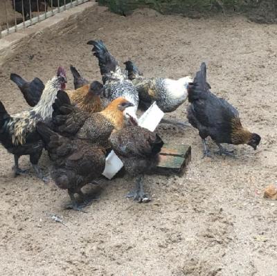 GÀ ÁC ĐEN GIỐNG