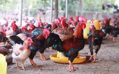 gà bình định giá sỉ