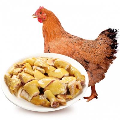 Gà ta leo cây (gà mái) sống, nuôi thiên nhiên . 1,5-2 kg/con