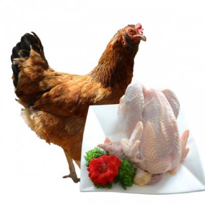 Gà ta nuôi thiên nhiên còn sống giá tốt 2-2,5 kg/con