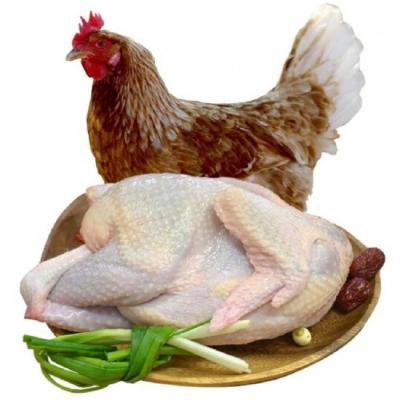 Gà ta thả vườn (gà mái) đã làm sạch 2-2,5 kg/con