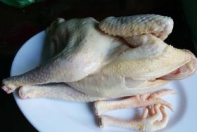 GÀ TA THẢ VƯỜN LOẠI NGON LÀM SẴN 1-1.5KG/CON