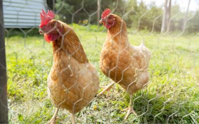 Giá gà bình định hôm nay