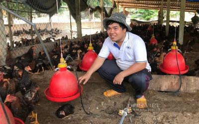 giá gà thịt bình định hôm nay