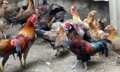 Giá thịt gà tre trên thị trường hiện nay bao nhiêu