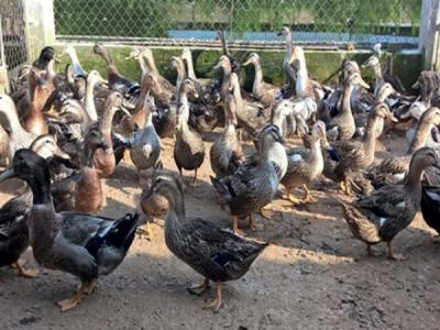 Mua Bán Các Loại Vịt Xiêm, Vịt Cỏ Nuôi Thịt Giá Rẻ