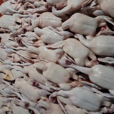 Mua bán sỉ Vịt nguyên con làm sạch