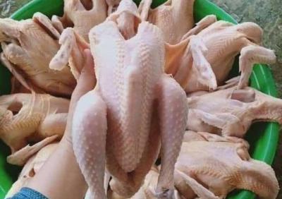 mua gà công nghiệp giá sỉ