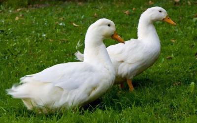 Mua vịt sống ở đâu ngon