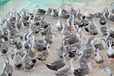 Mua vịt trời giá sỉ