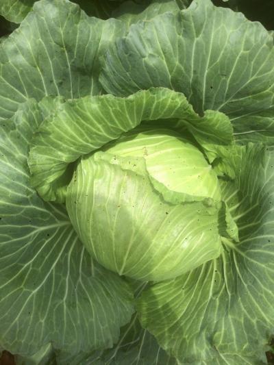 Nhà cung cấp rau củ quả tại TPHCM