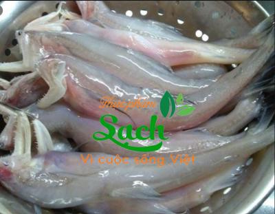 Nơi bán cá khoai tươi ngon tại Hồ Chí Minh