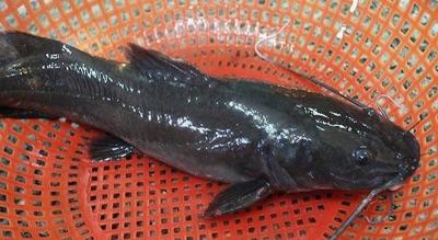 Phân Phối Cá lăng sỉ tphcm