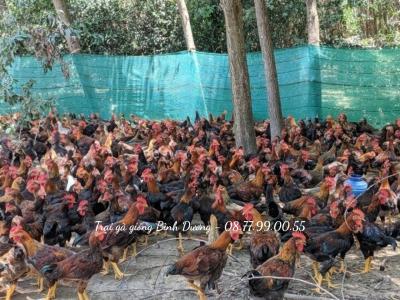 Trại Gà Giống Bình Dương - Vifood