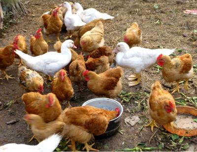 VIFOOD – Nhà Cung Cấp Gà Vịt Tươi Sống, Làm Sạch, Đông Lạnh Uy Tín Tại TP.HCM