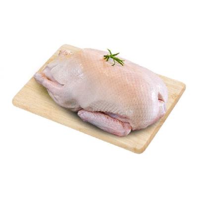 Vịt Nguyên Con tươi giá sỉ